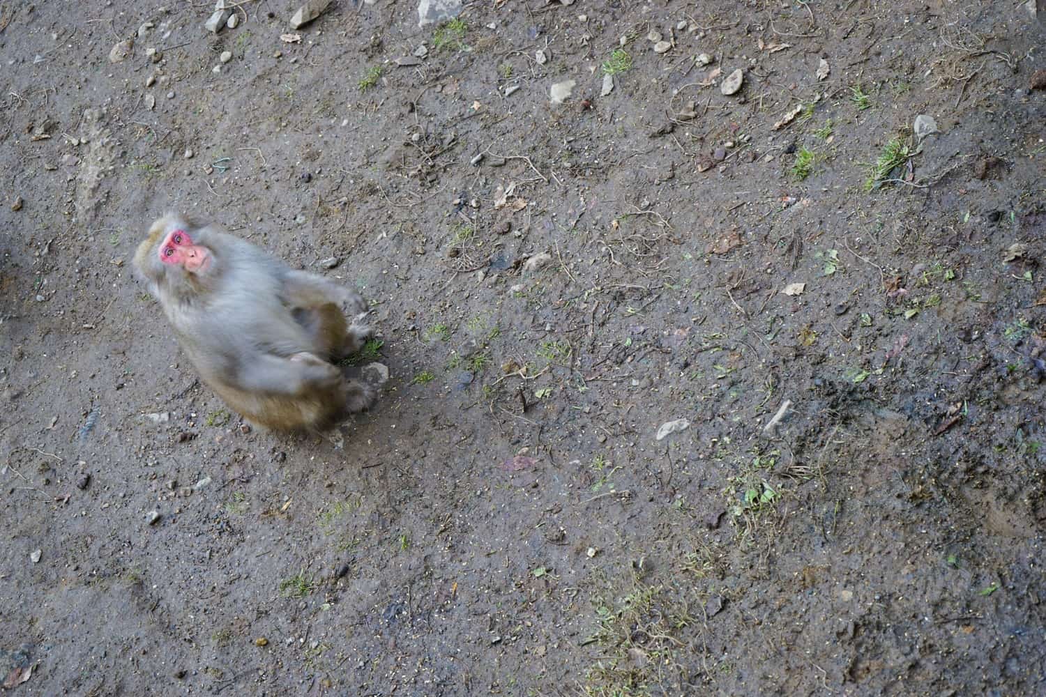 Why Seeing the Snow Monkeys in Japan Sucked – Never Ending Footsteps