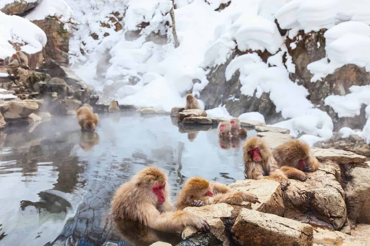 Snow monkeys at Jigokudani Park