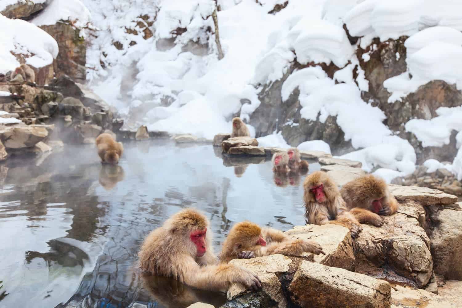 Snow Monkey Hierarchy: The Top Monkeys - SNOW MONKEY RESORTS