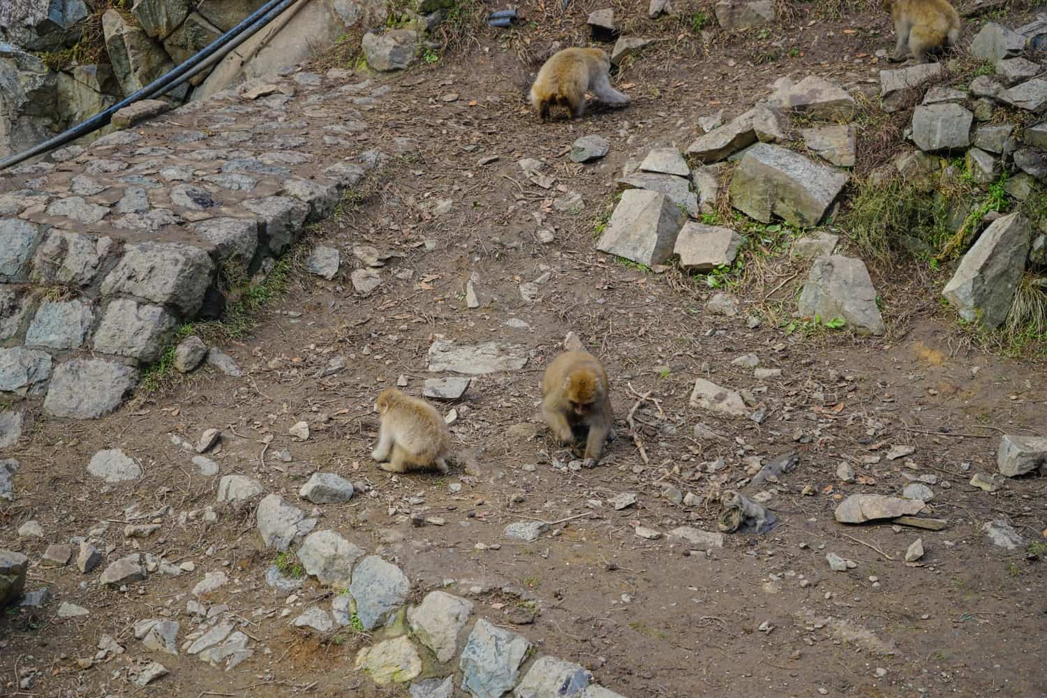 Snow monkeys in the mud