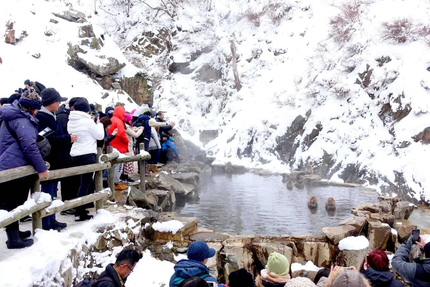 Snow monkeys with crowds in Japan