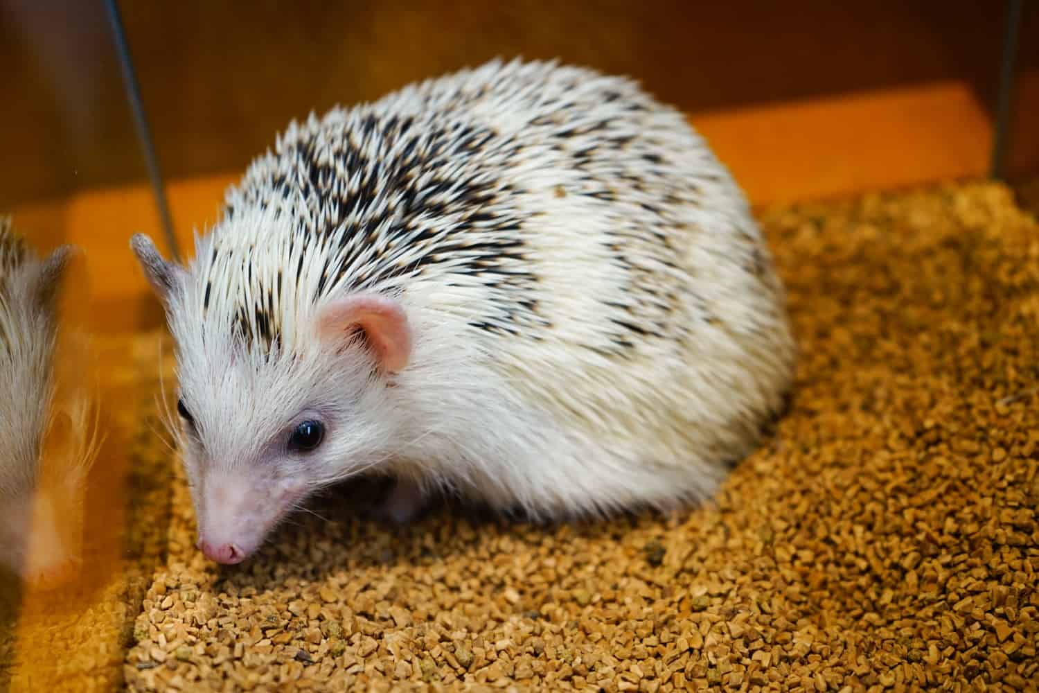 hedgehog cafe japan