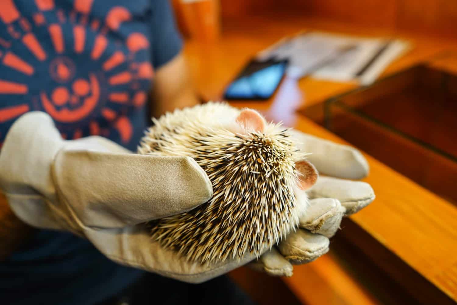 hedgehog in hands tokyo cafe