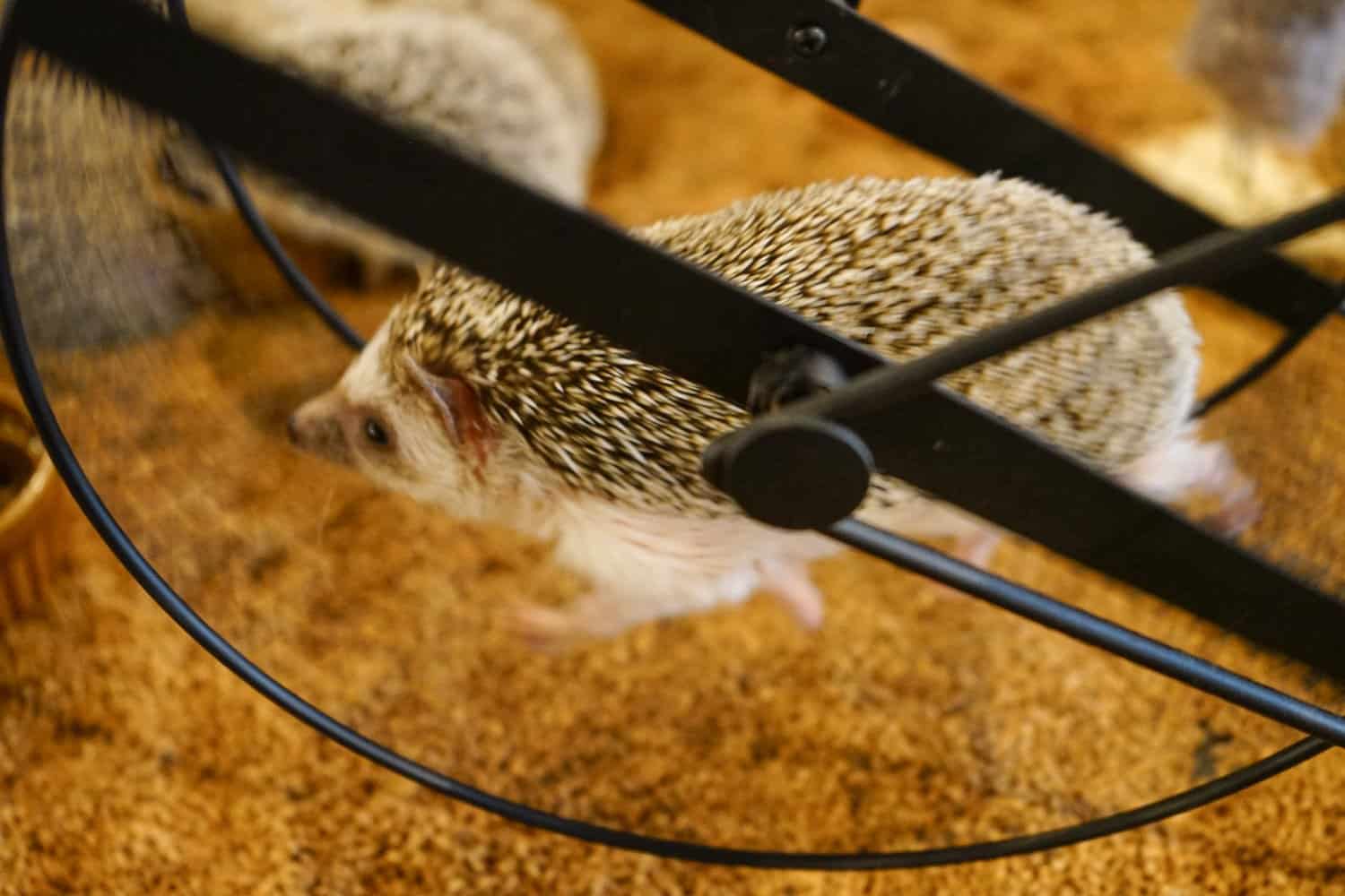 hedgehog running on a wheel