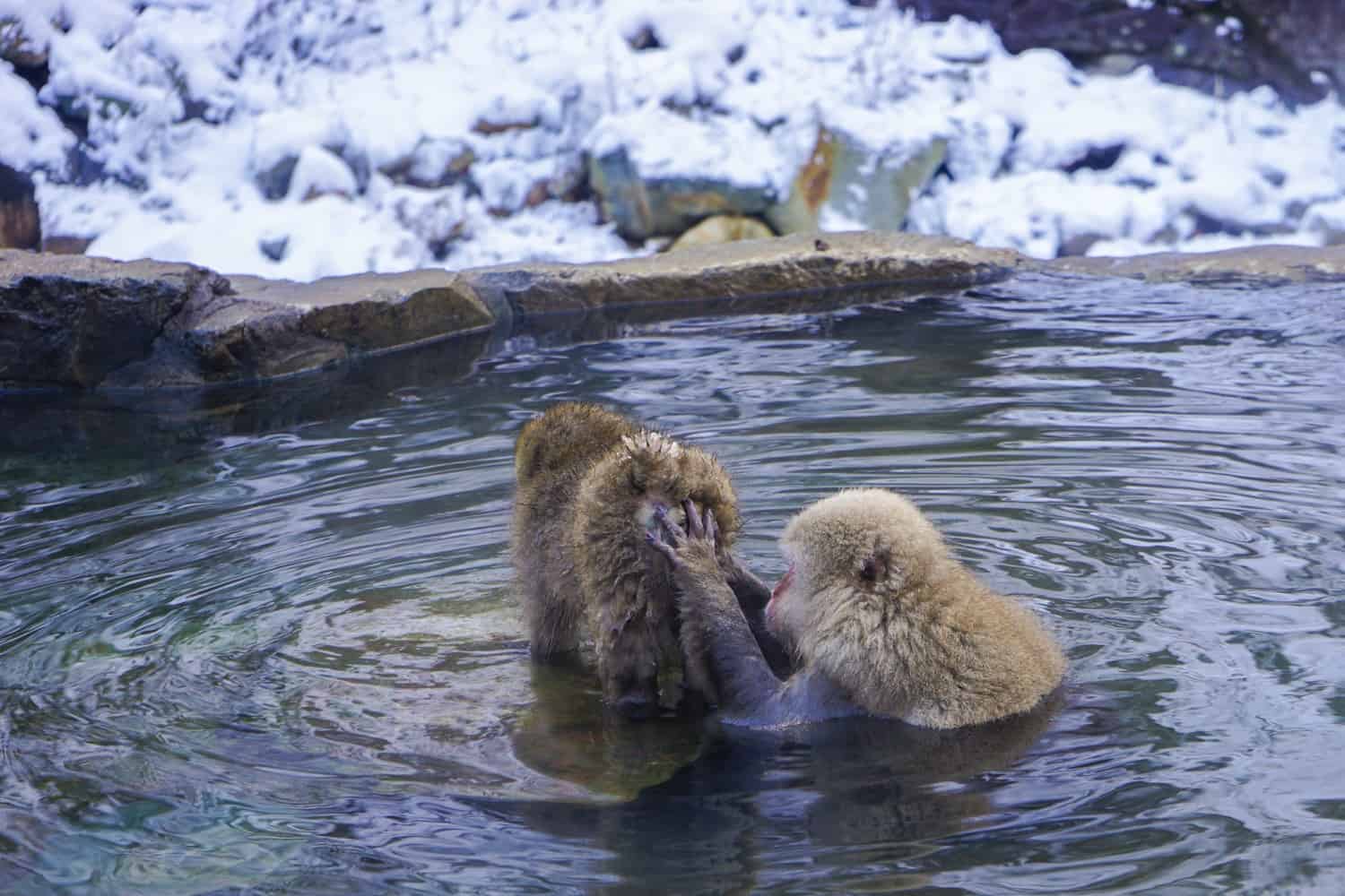 snow monkeys grooming