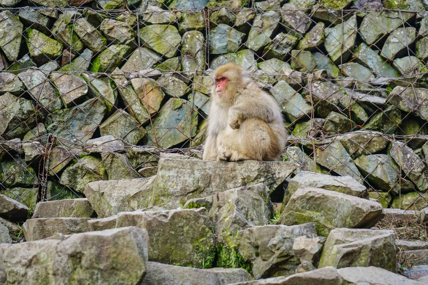 snow monkey at jigokudani