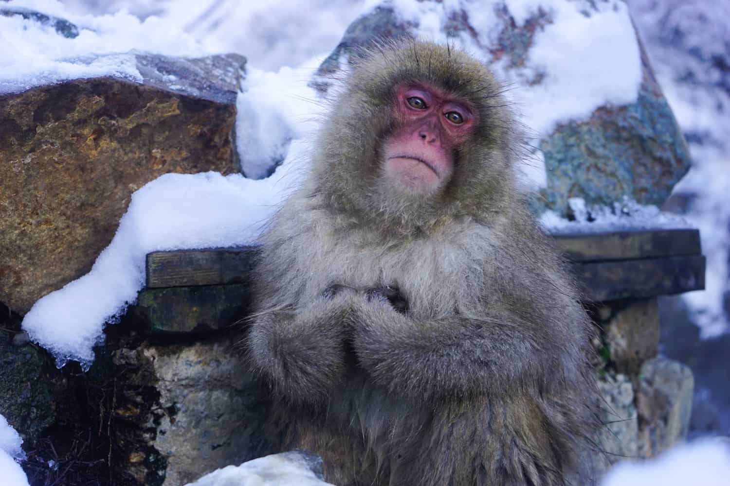 snow monkey close up