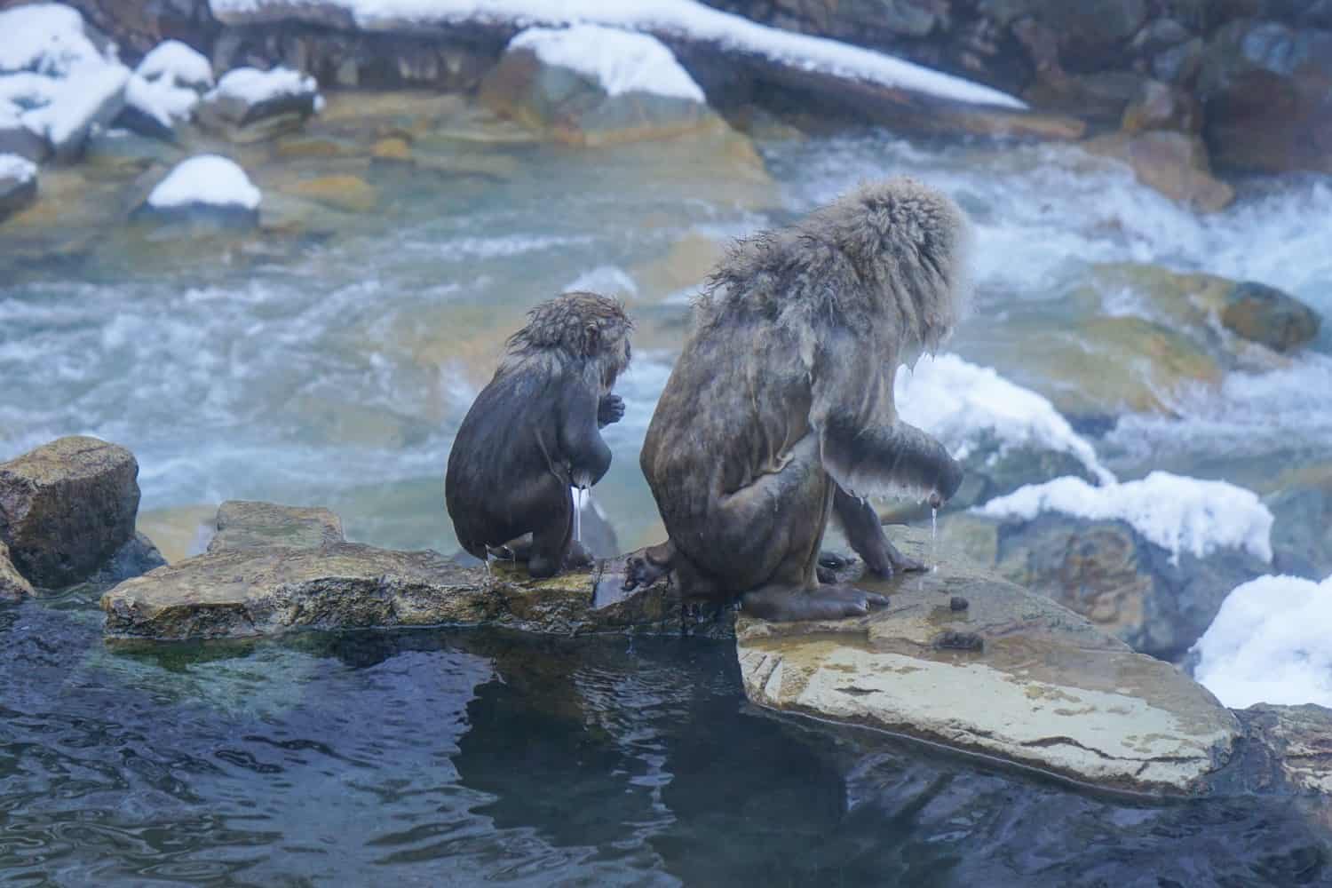 snow monkeys bathing