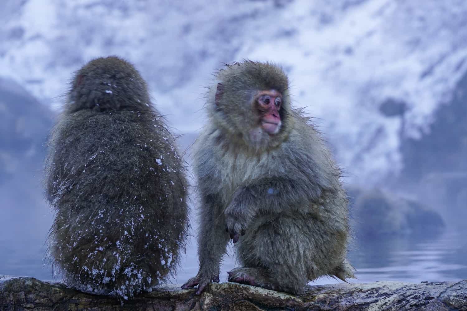 snow monkeys hot springs