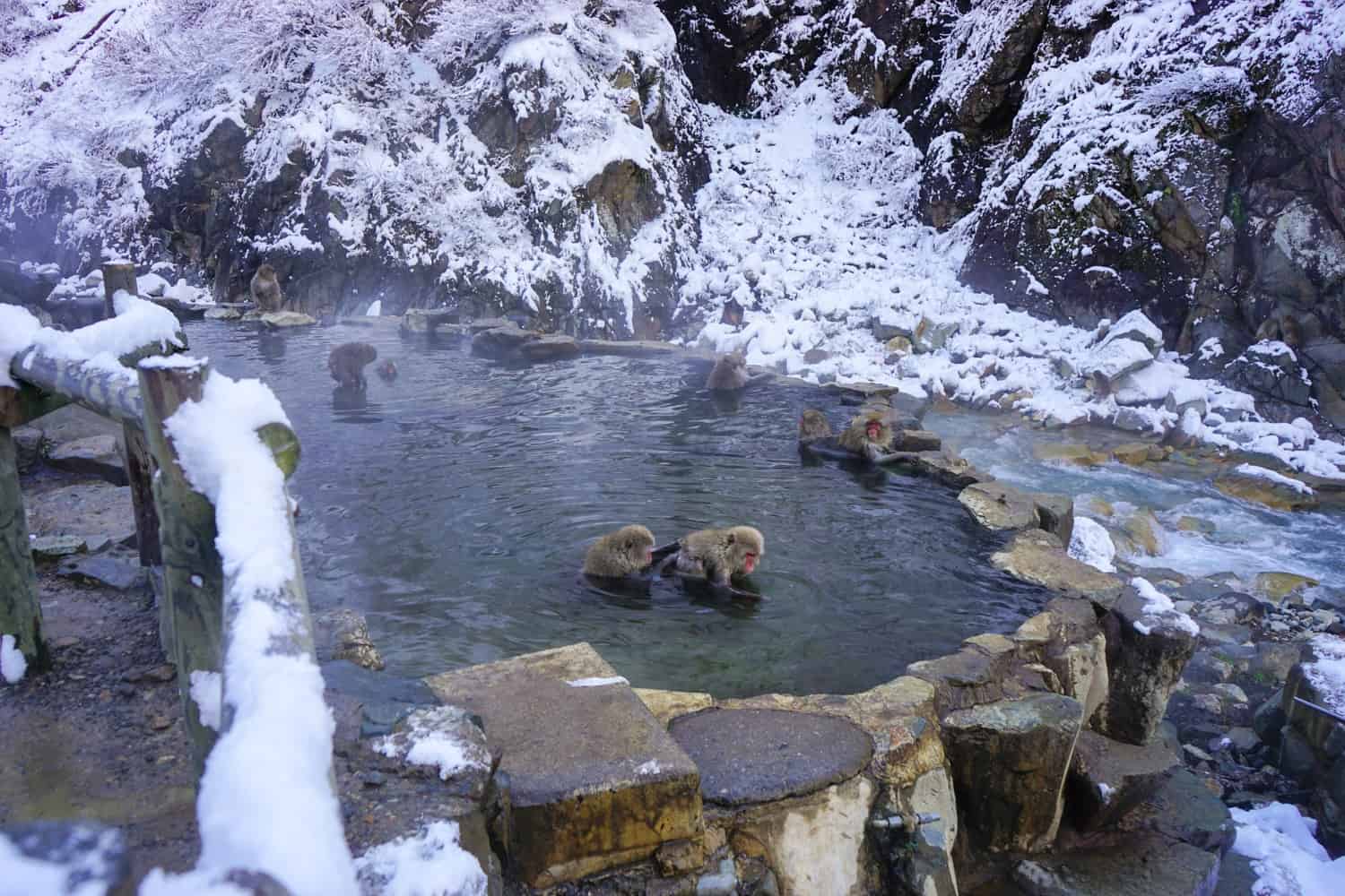 Jigokudani monkey park