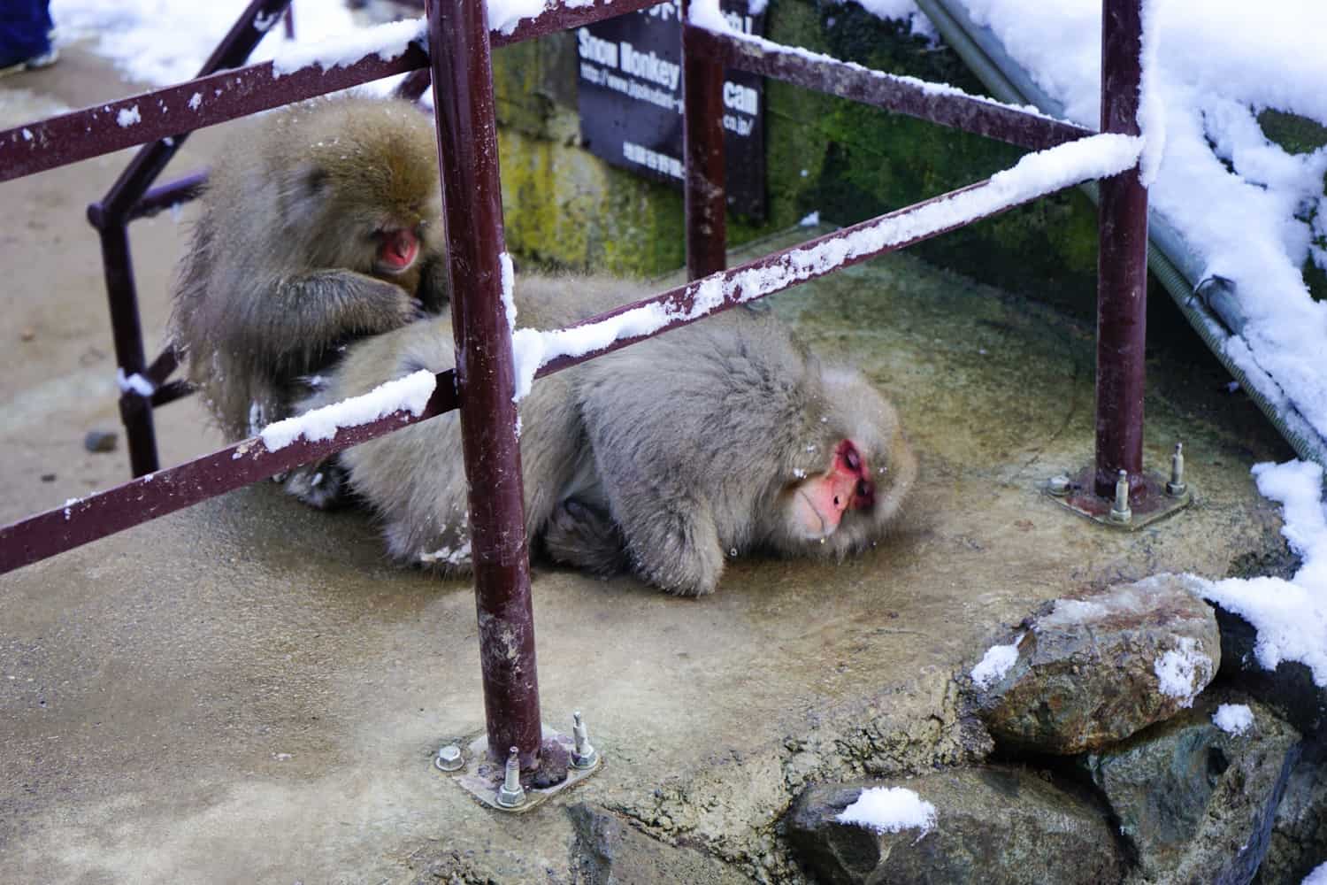 snow monkeys on concrete