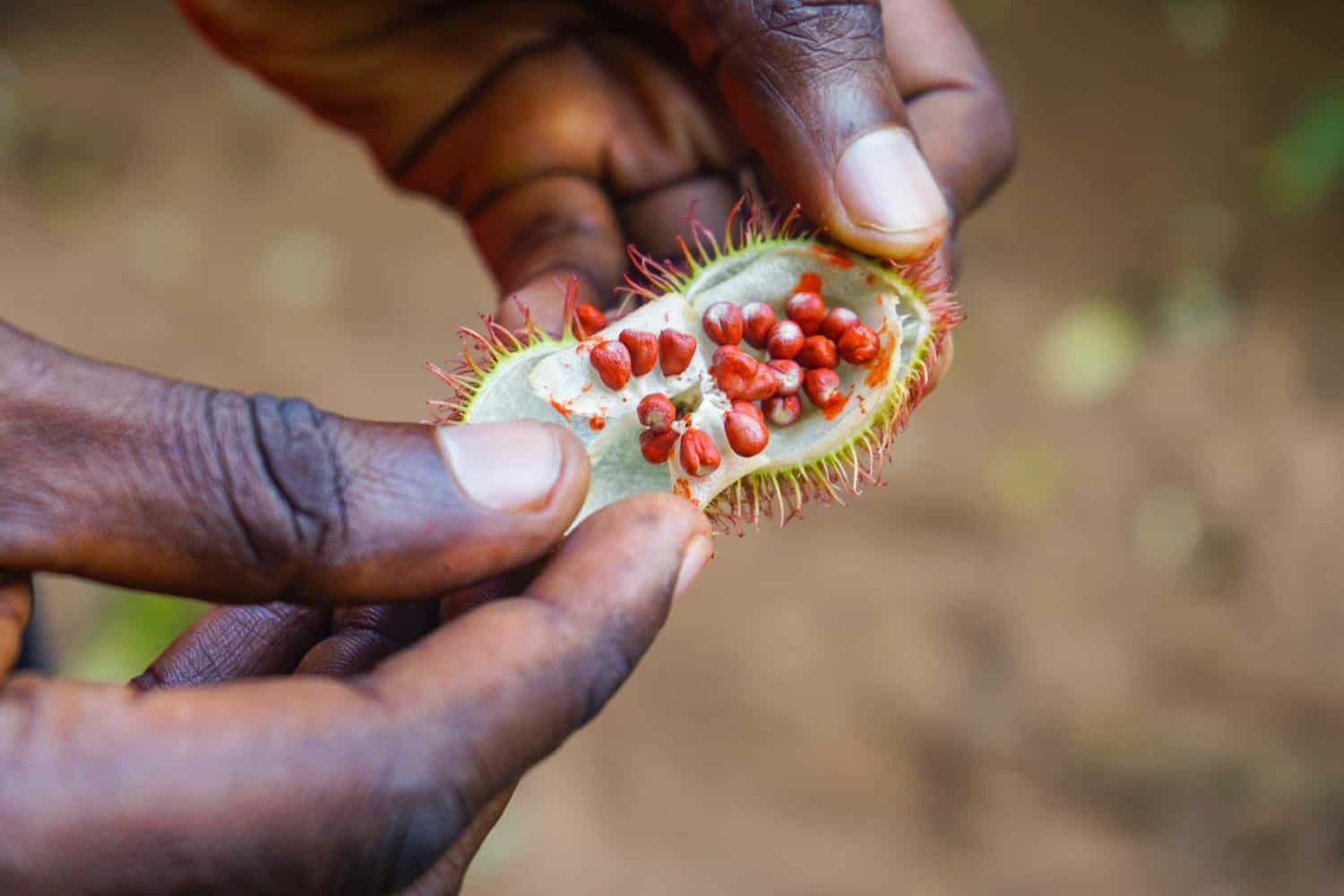 Hands holding berries in Zanzibar spice farm