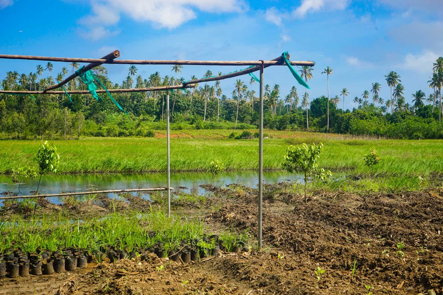 Zanzibar spice farm with palm trees in the distance