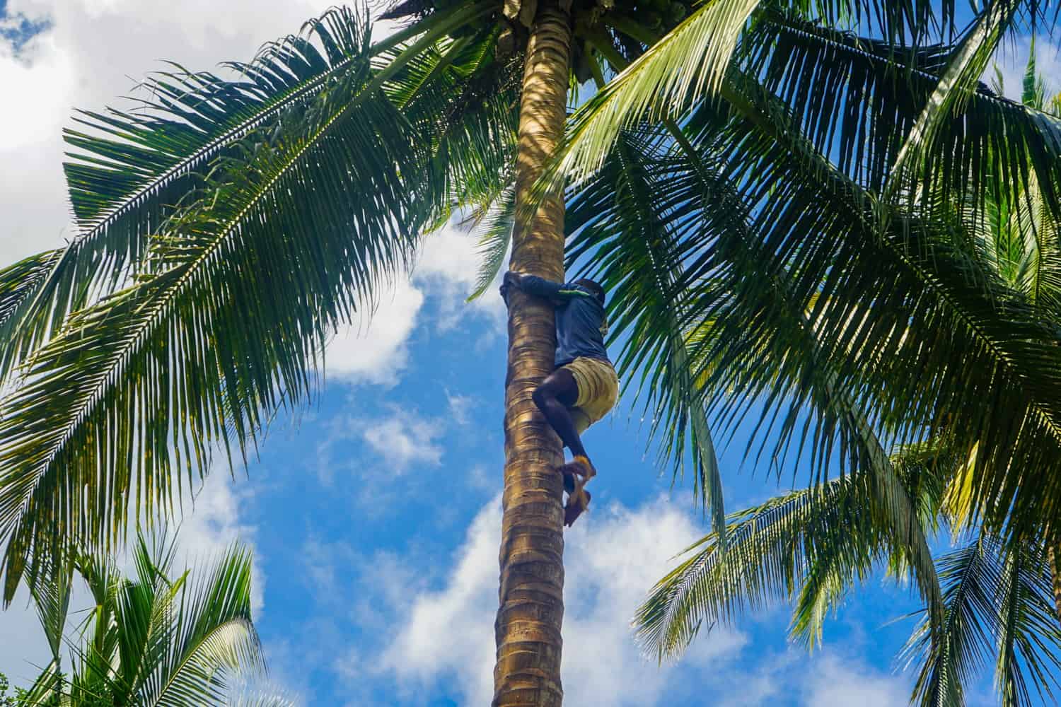 Climbing palm tree in Zanzibar