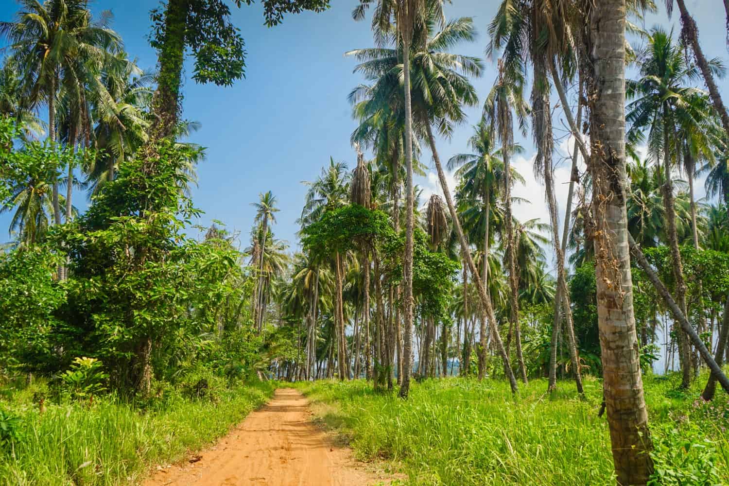 Sandy path through palm trees