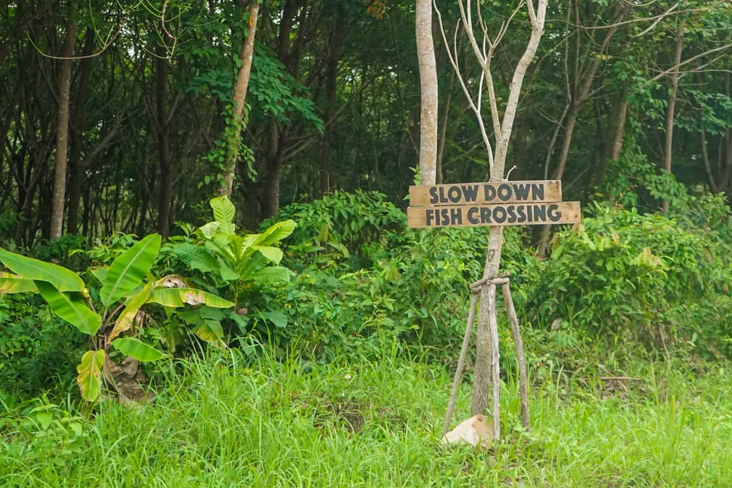 Slow Down Fish Crossing road sign