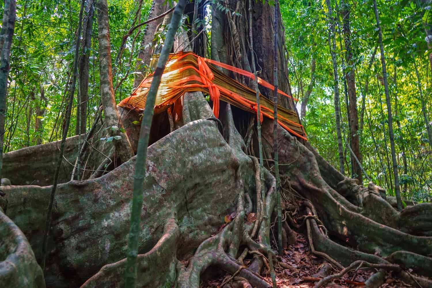 Tree in Koh Kood