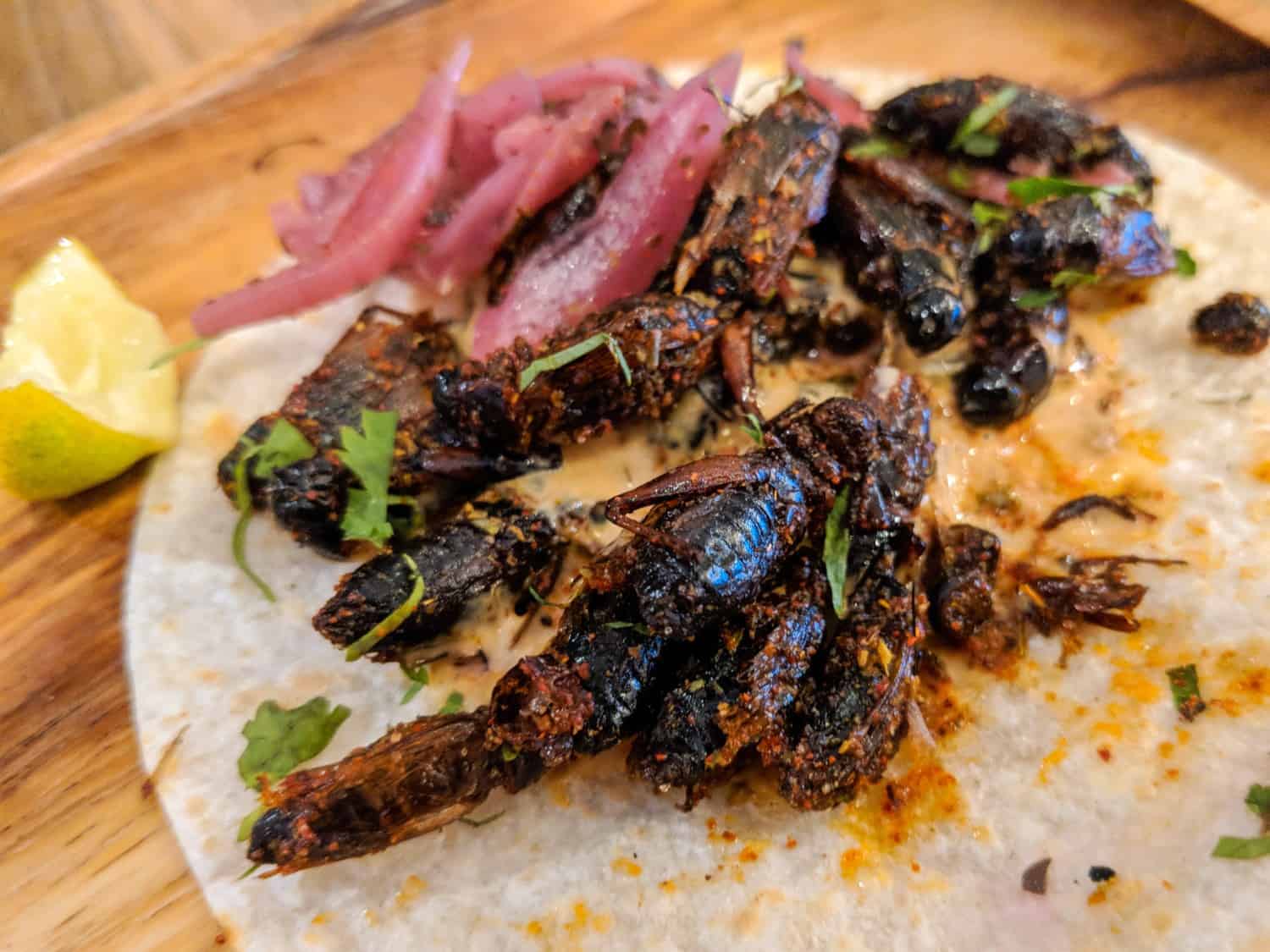 cricket tacos