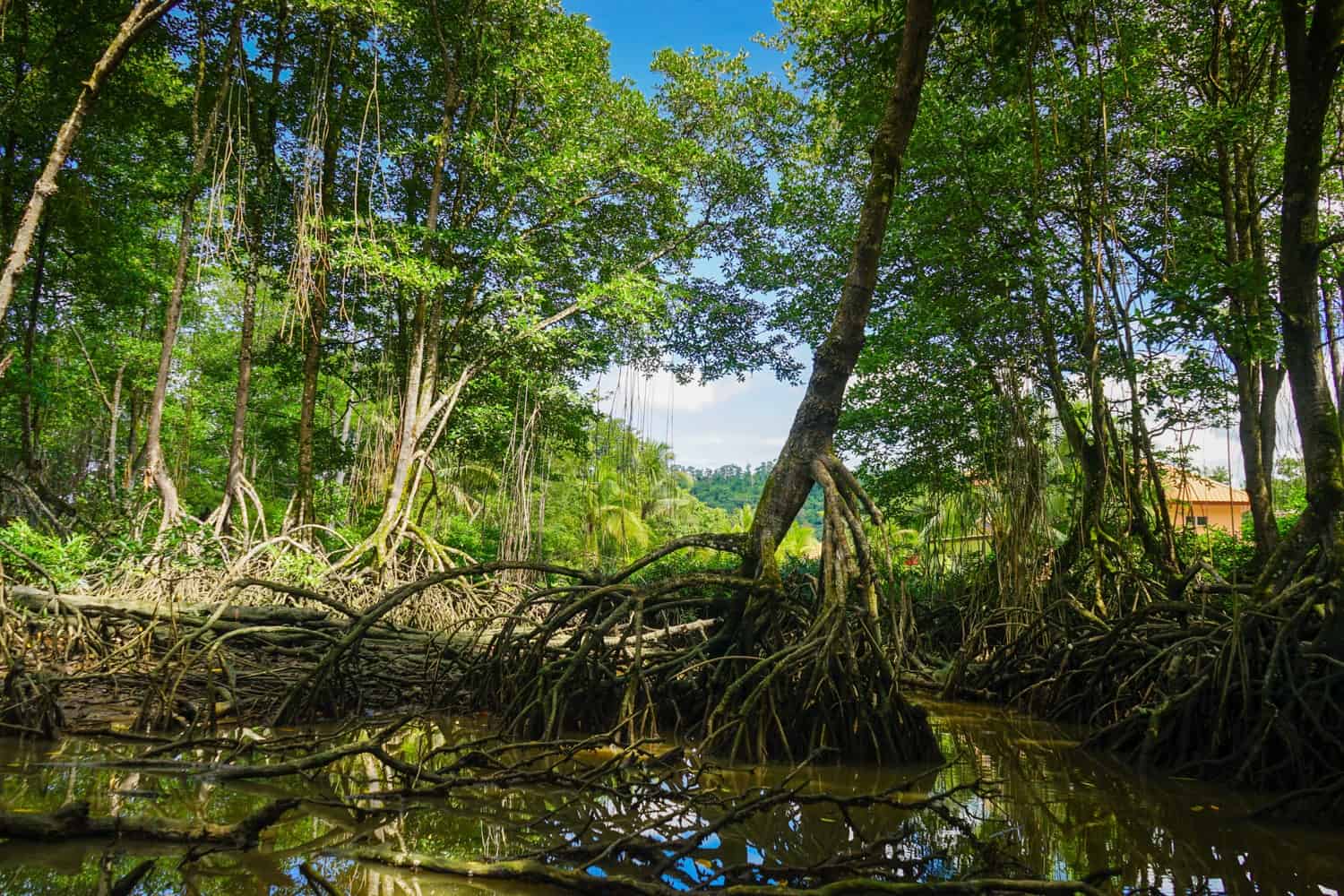 Mangroves in Bandar Seri Begawan