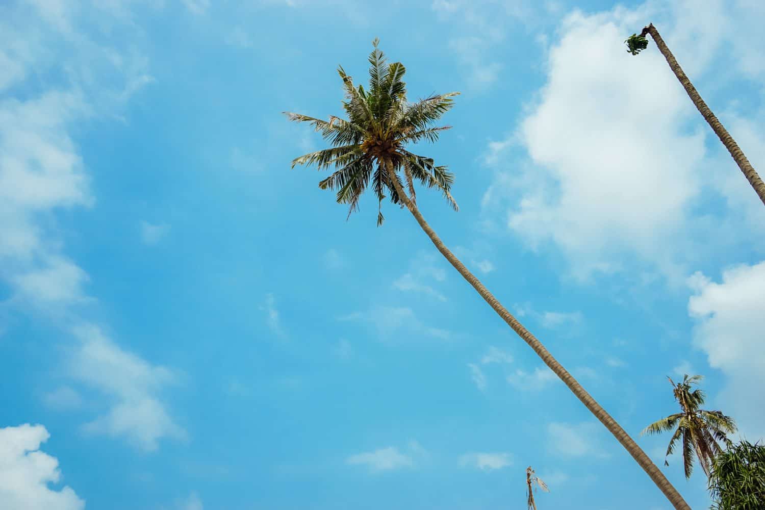 Palm tree in Koh Chang