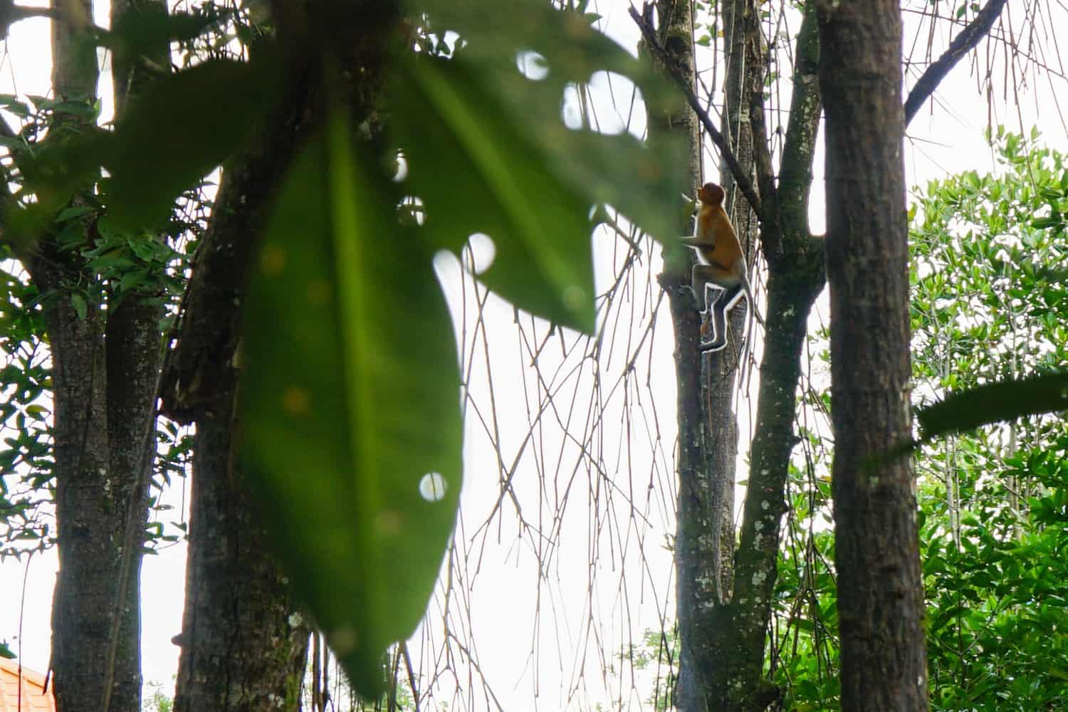 Proboscis monkey climbing a tree
