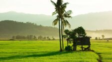 Kota Belud rice paddies