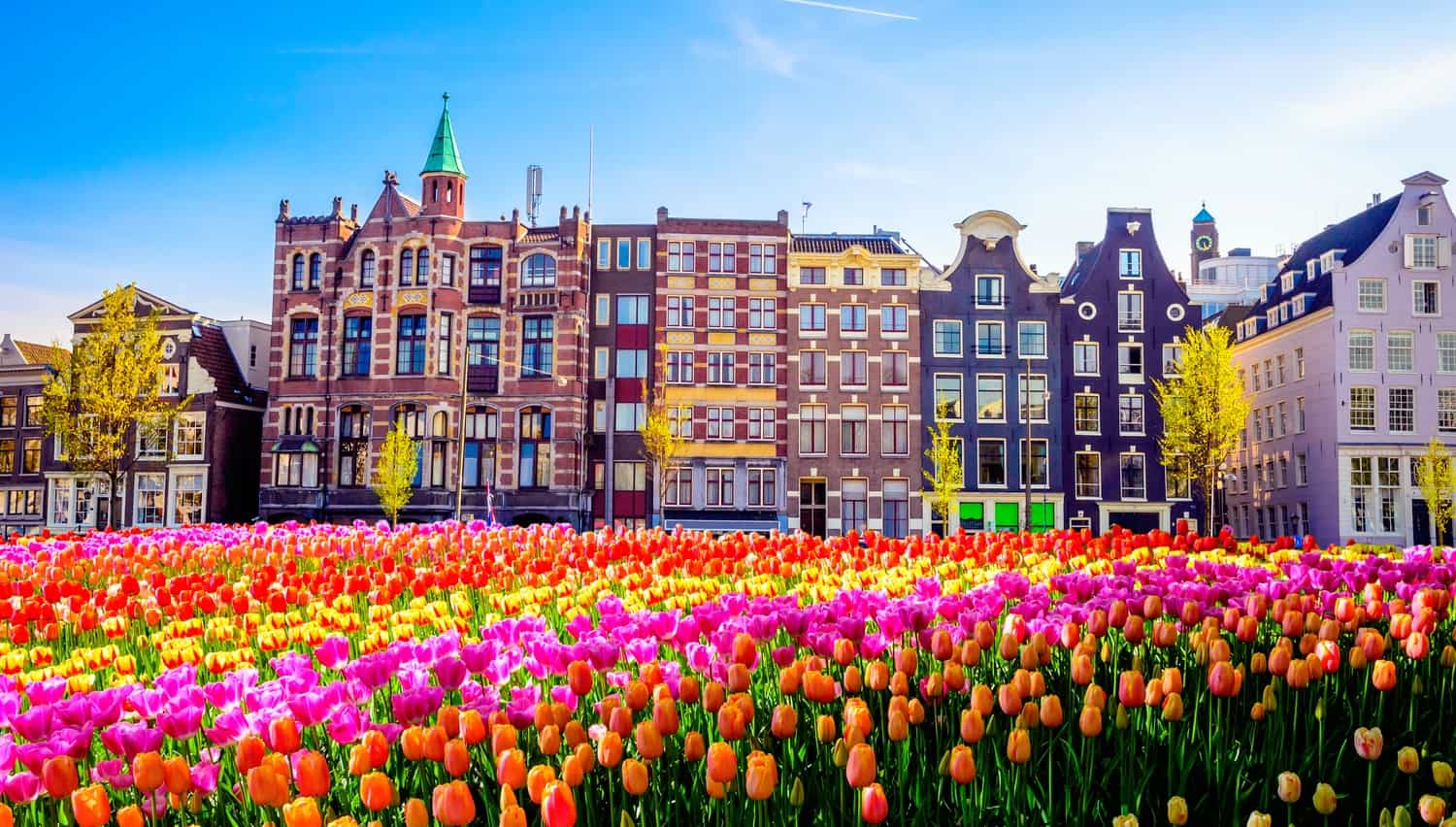 Tulips in Amsterdam