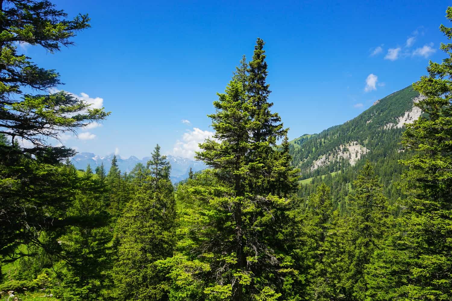 Countryside views while hiking in Liechtenstein