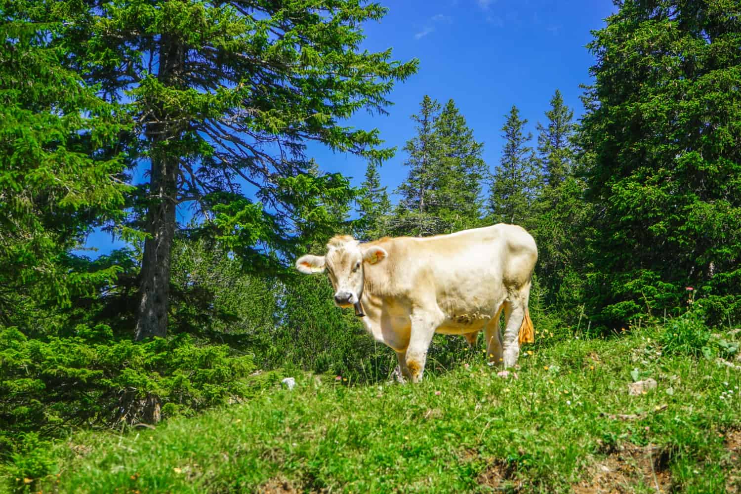 Cow in Liechtenstein
