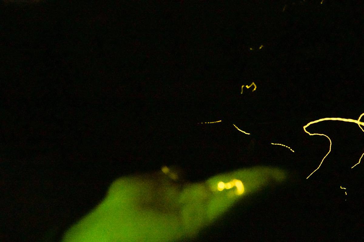 Blurry hand holding a firefly