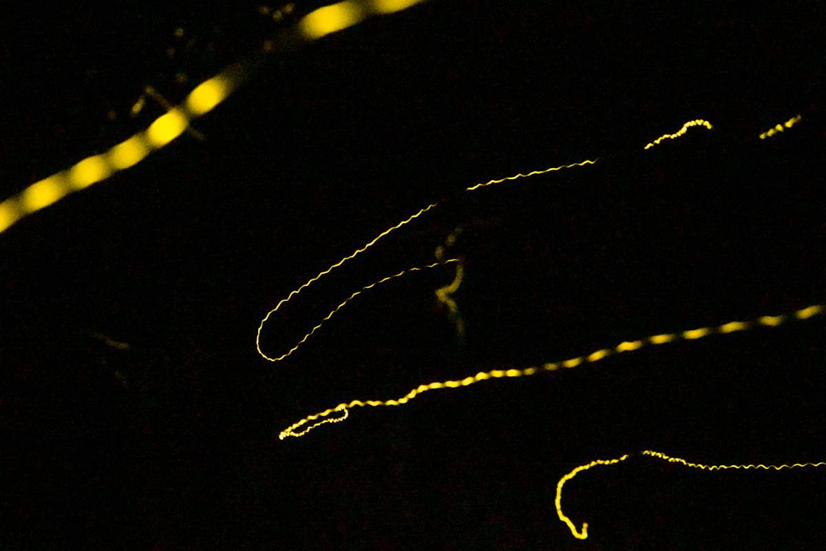 Fireflies in Borneo