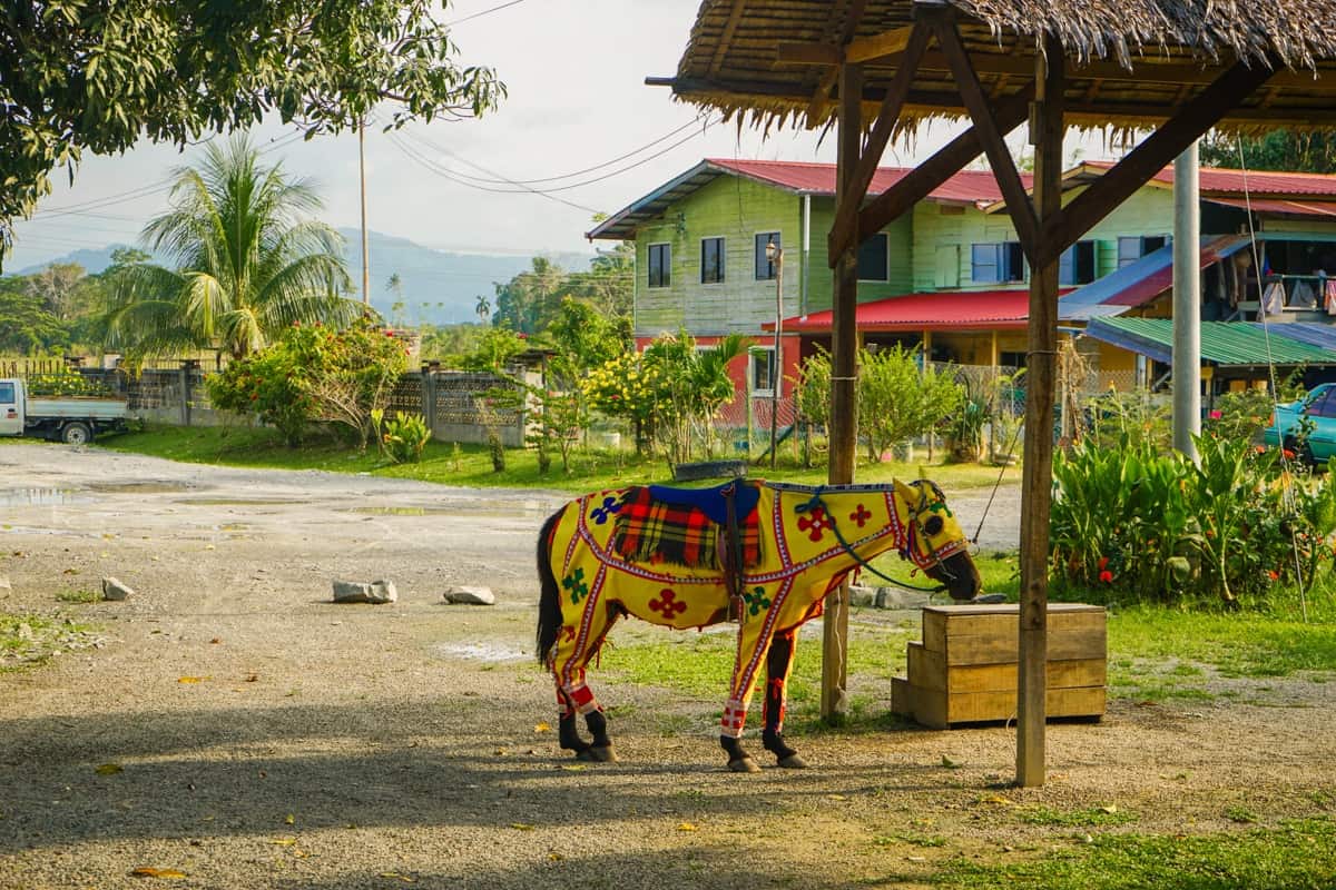 Horse wearing a yellow and red suit and looking ridiculous