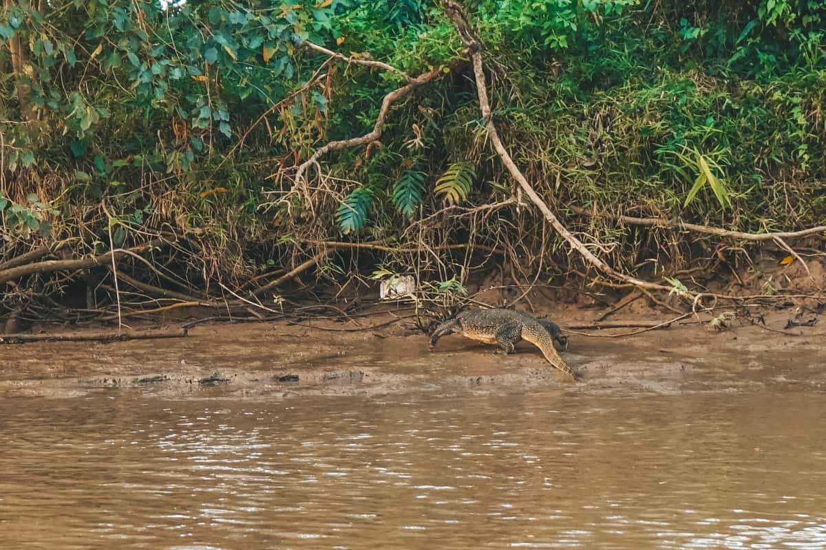 Komodo dragon in Borneo