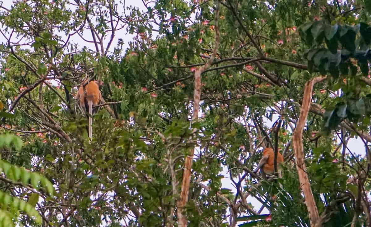 Proboscis monkeys in Borneo