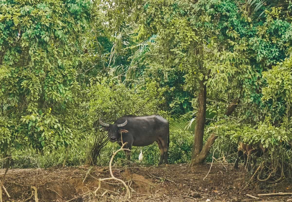 Smiling water buffalo in Borneo