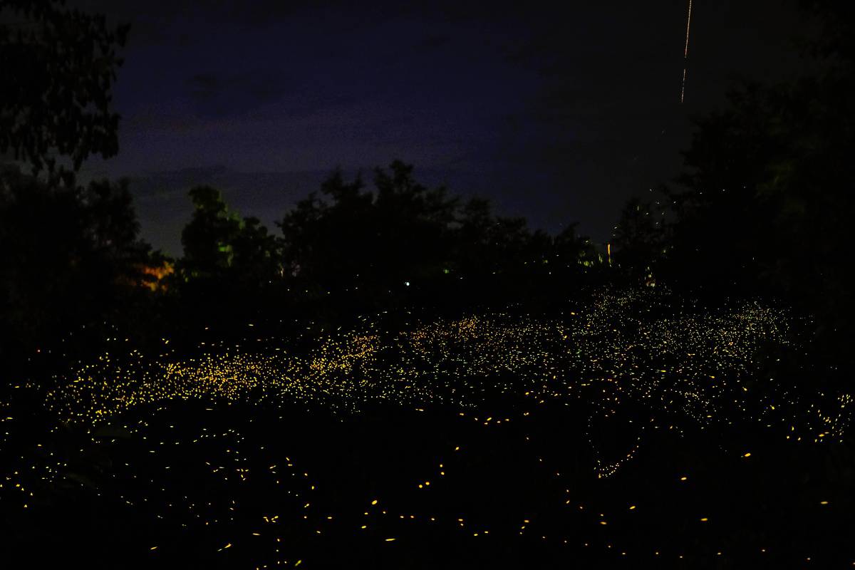 Fireflies in a forest