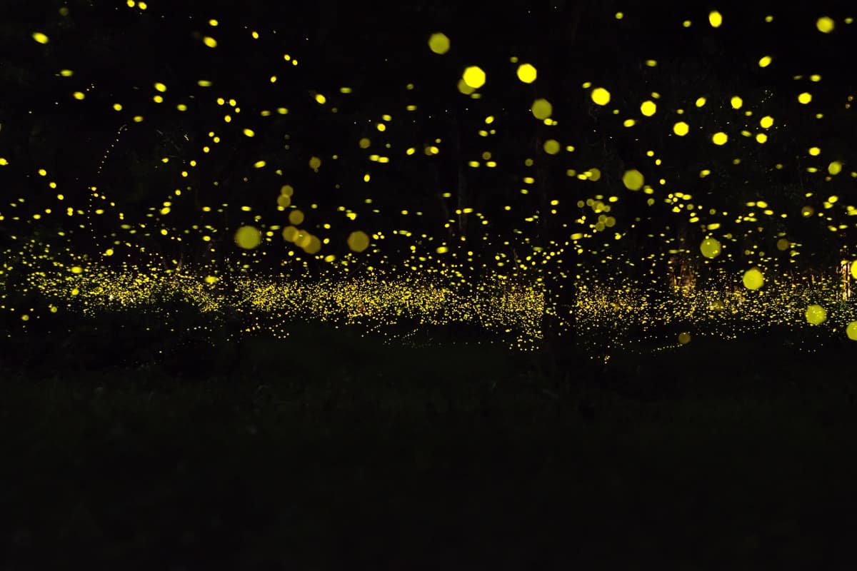 Hundreds of fireflies glowing in a dark forest at night