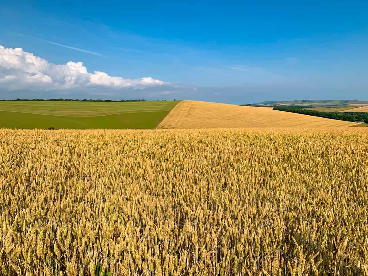 Fields in the English countryside