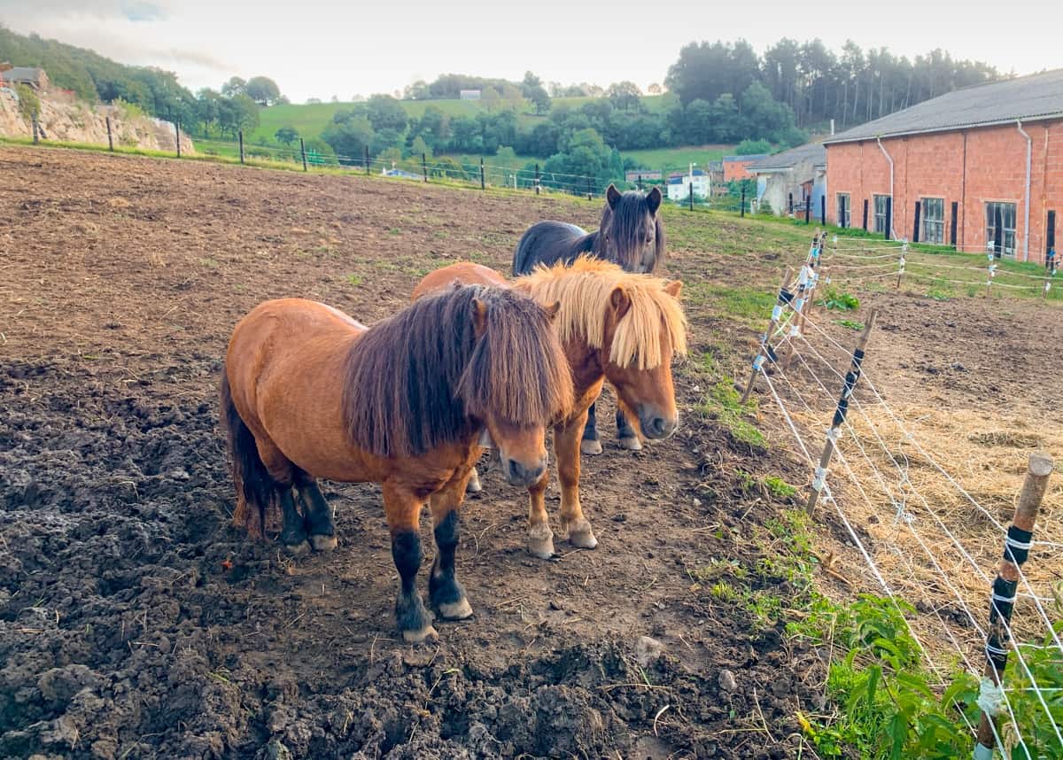 Horses in Asturias