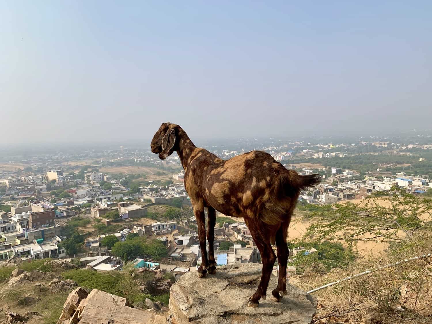 A goat looking out over pushkar