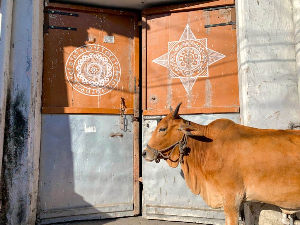 Cow in Udaipur