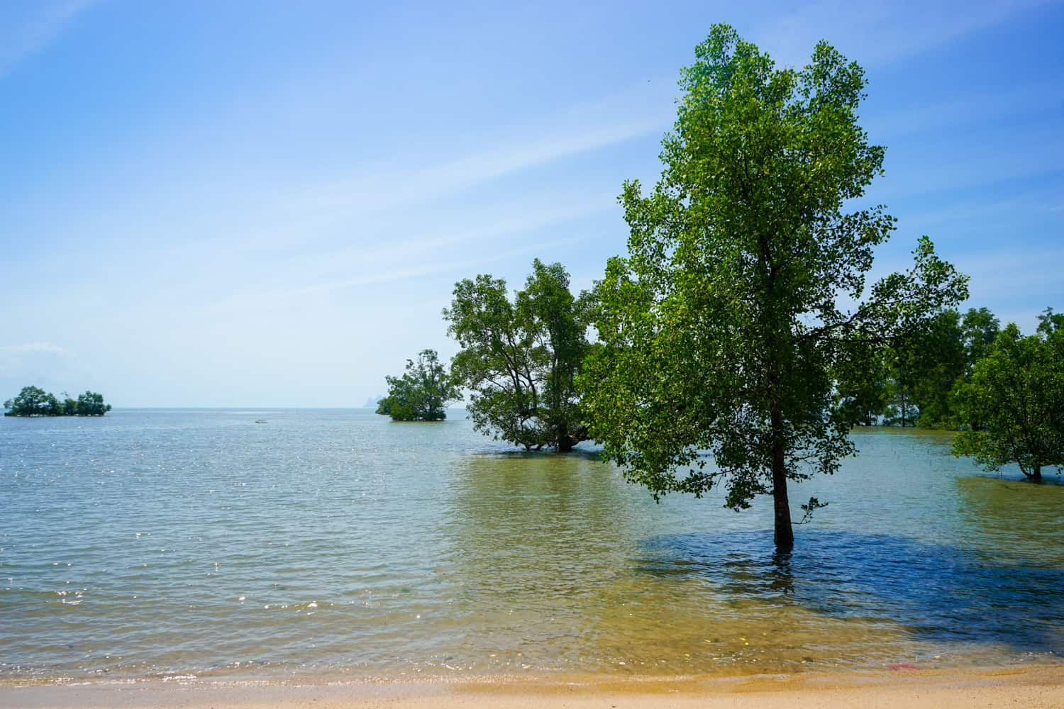Trees in the sea in Koh Libong