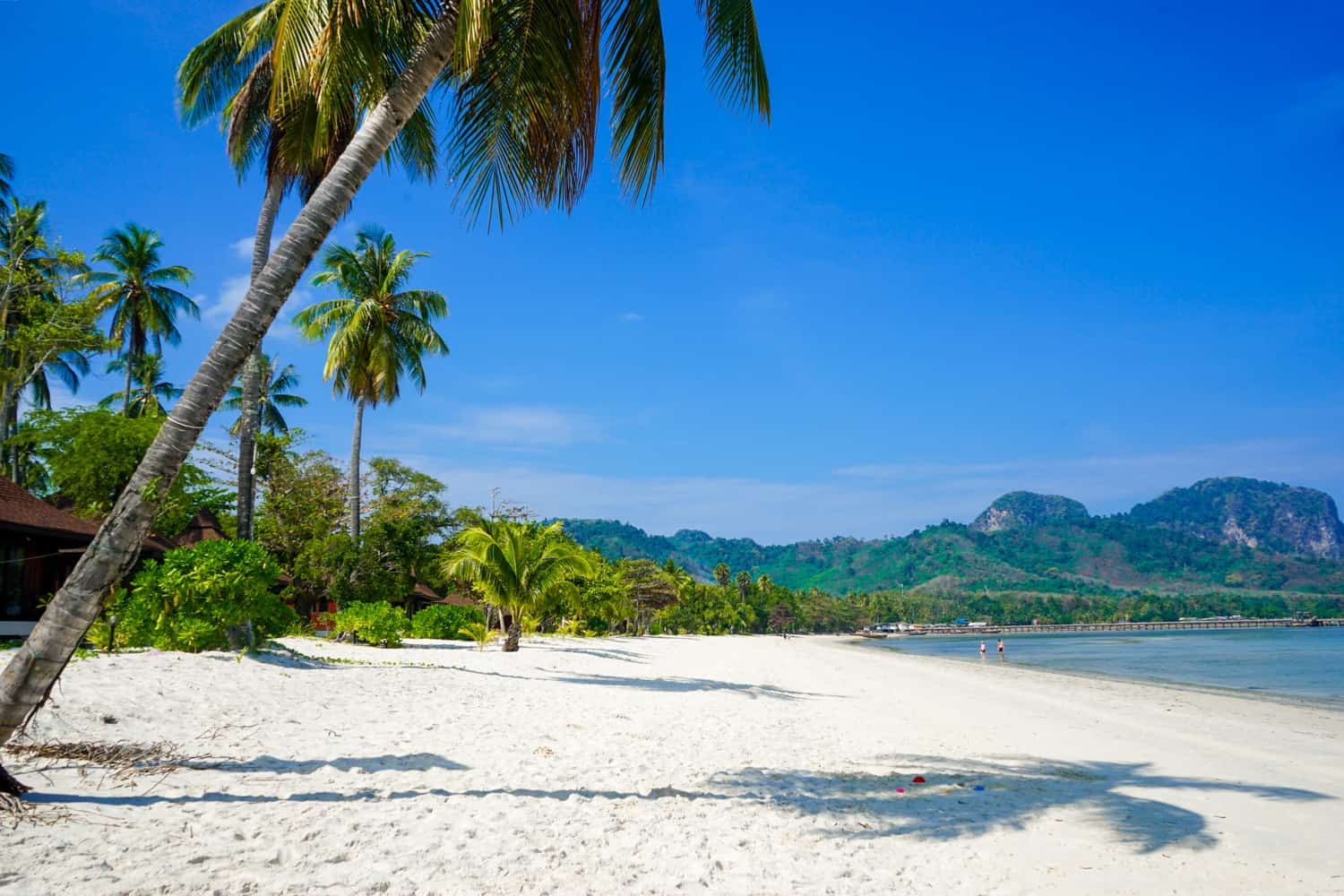 koh mook palm trees