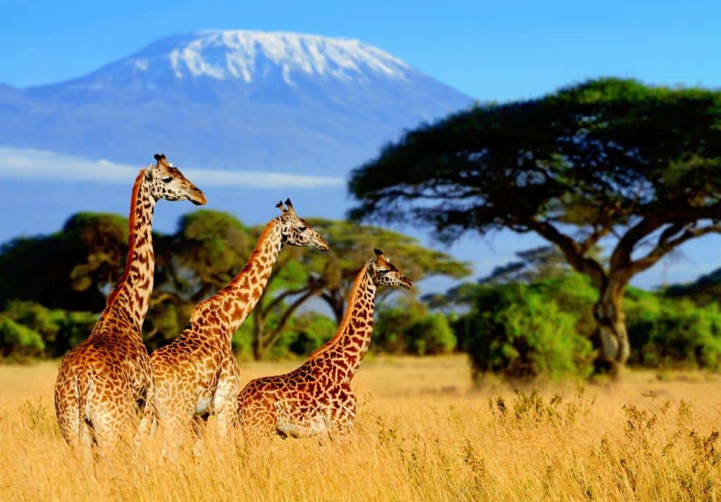 Three giraffes in a row in grassland, with Mount Kilimanjaro in the background behind.