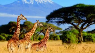 giraffes in front of kilimanjaro