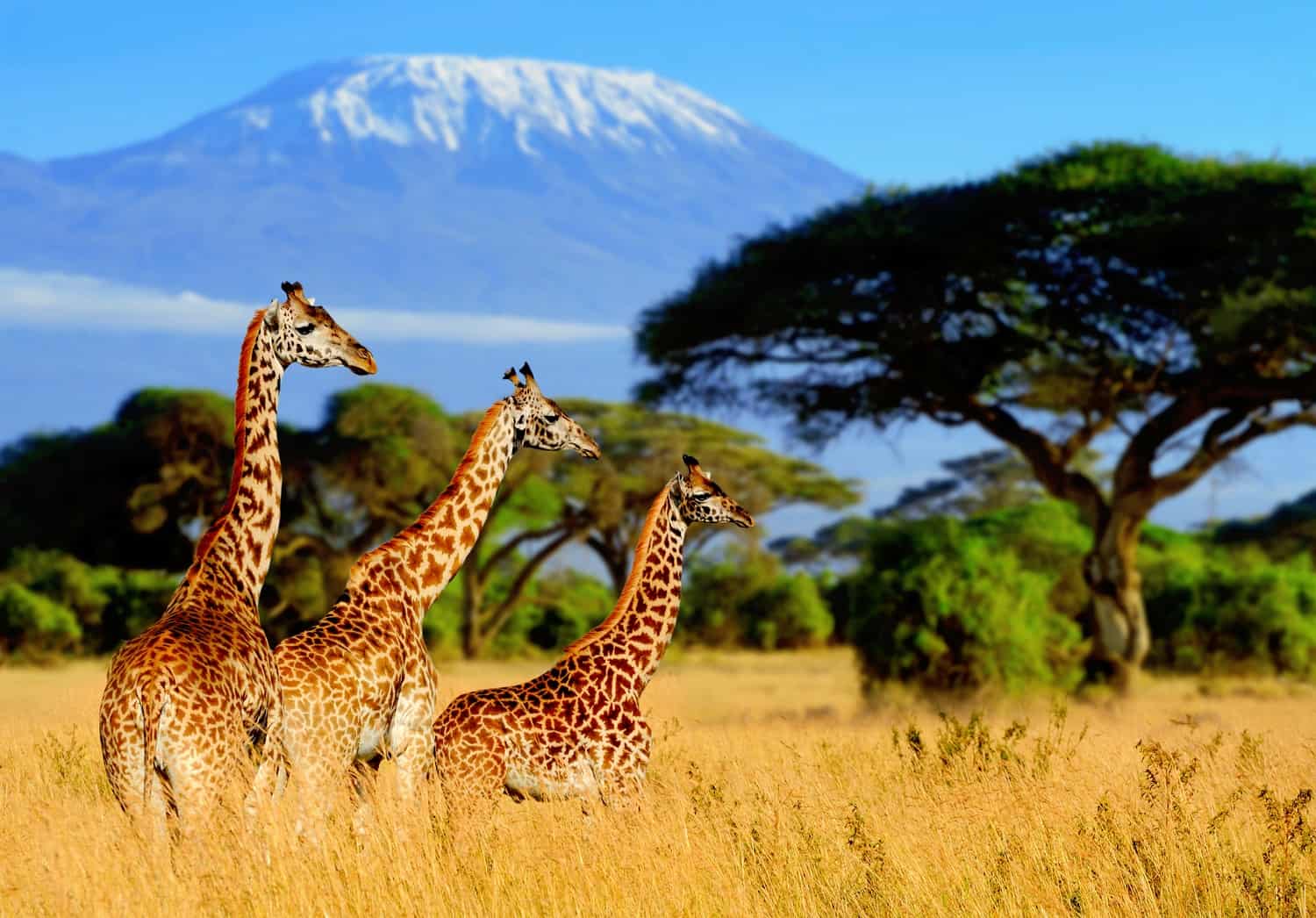 giraffes in front of kilimanjaro