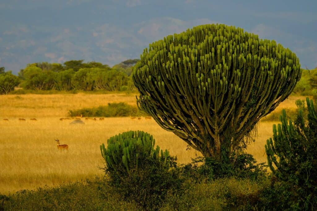 daily travel budget uganda