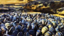Mussels on the beach