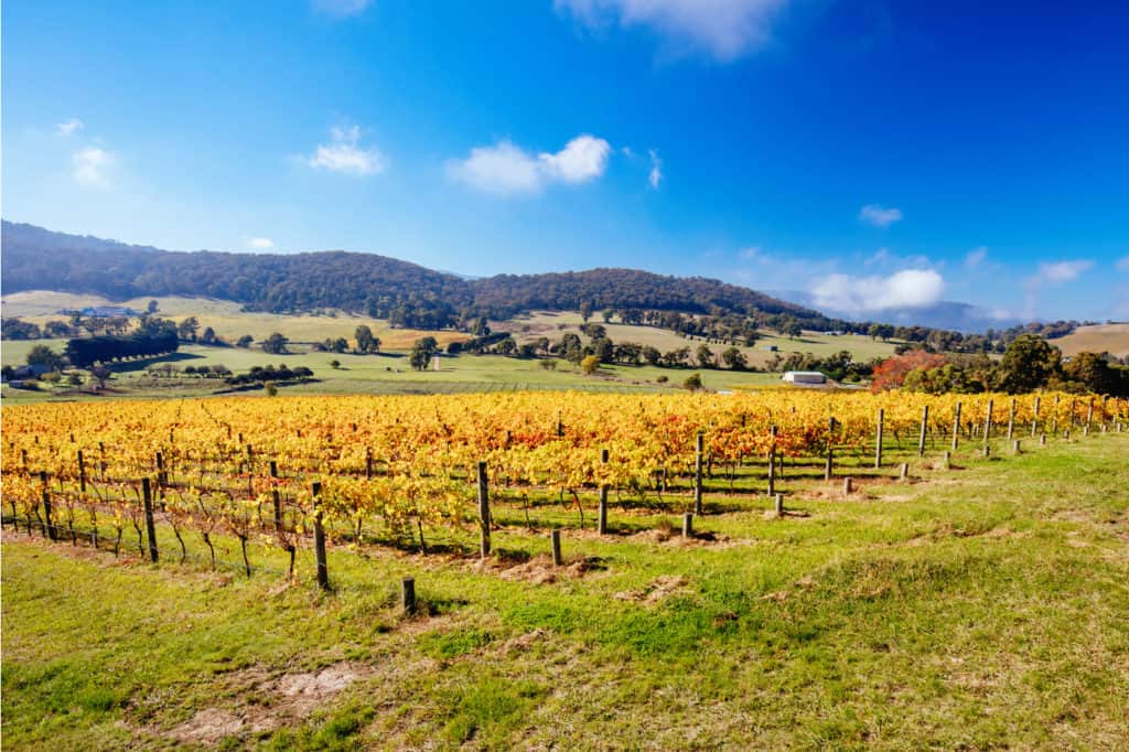Autumn colours in a vineyard in the Yarra Valley in Victoria, Australia