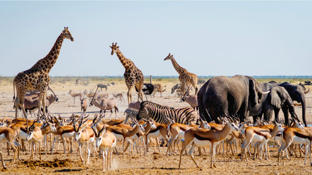 travel namibia by car